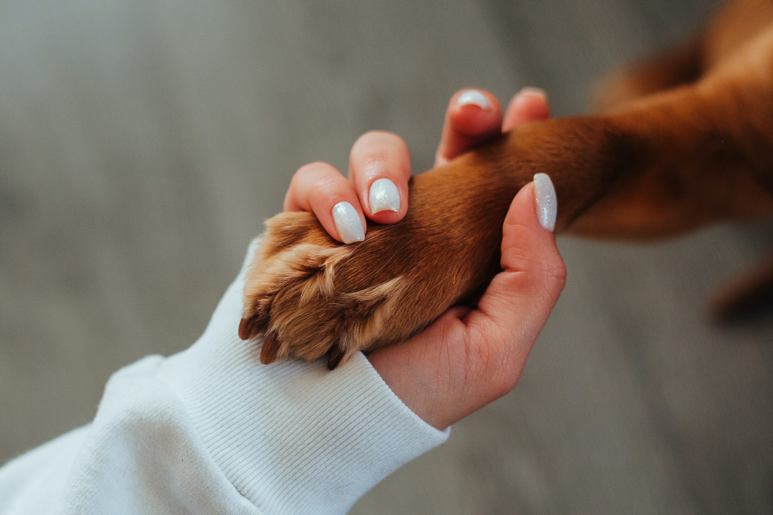 Hund Pfote Hand Haustier-Versicherung